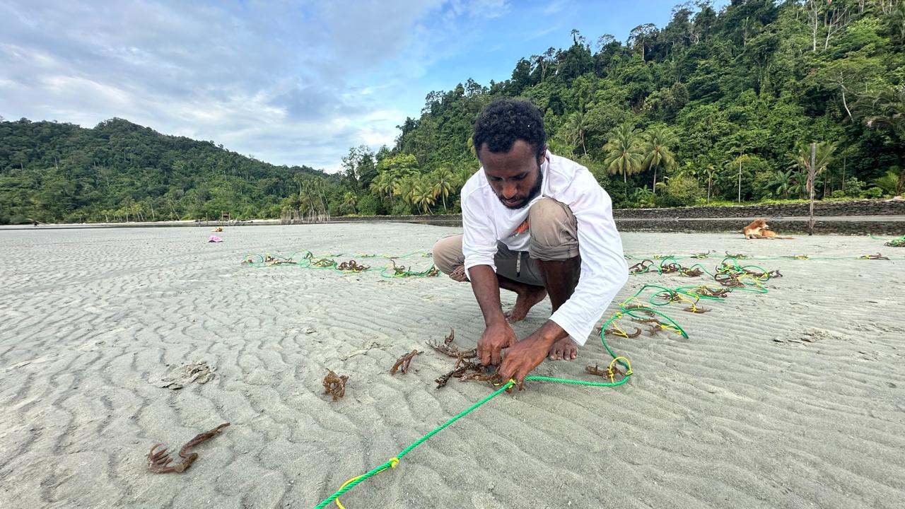 Setelah Pernah Gagal, Kembali Menggantung Asa pada Budidaya Rumput Laut di Pulau Roon